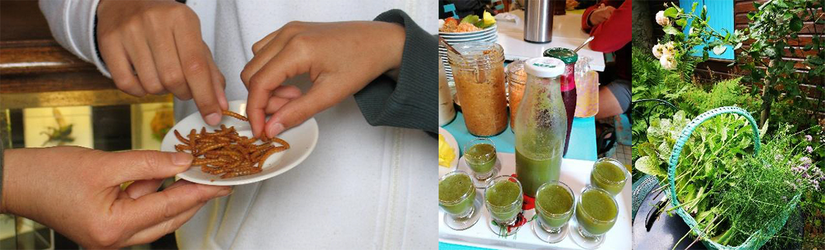 cite des insectes nedde Degustation d insectes croustillants de jus des plantes du jardin fait maison