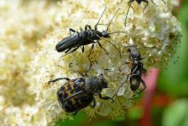 Coléoptères pollinisateurs cite des insectes nedde Les Heros de l ombre 2