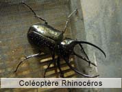 coleoptererhinoceros.jpg