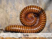 iule.jpg