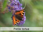 petitetortue2.jpg