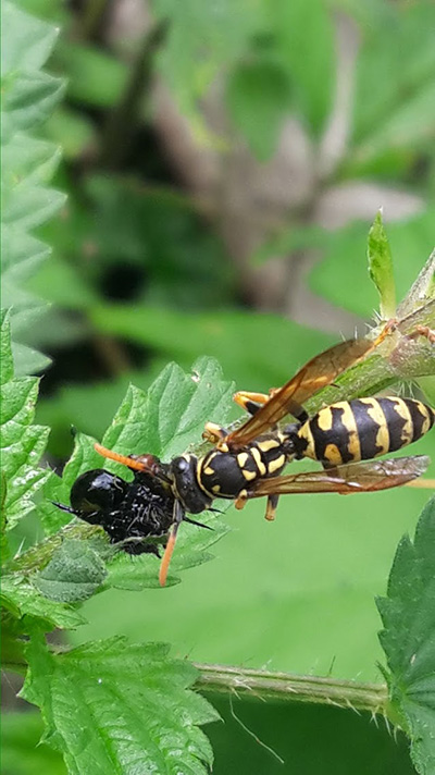 25 mai 2019 de 15h à 17h30 : Les insectes auxiliaires à la nature