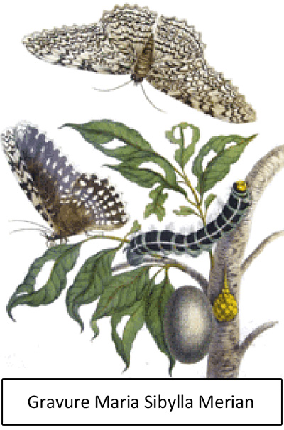 cite des insectes nedde gravure maria sibylla merian 1