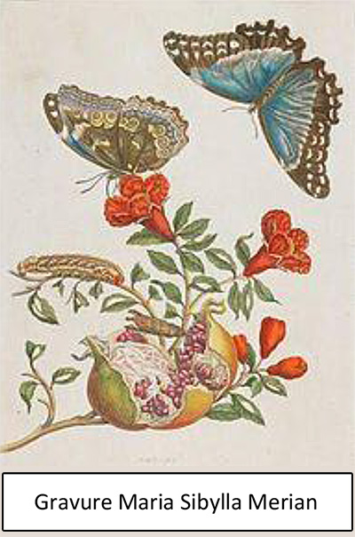 cite des insectes nedde gravure maria sibylla merian 2