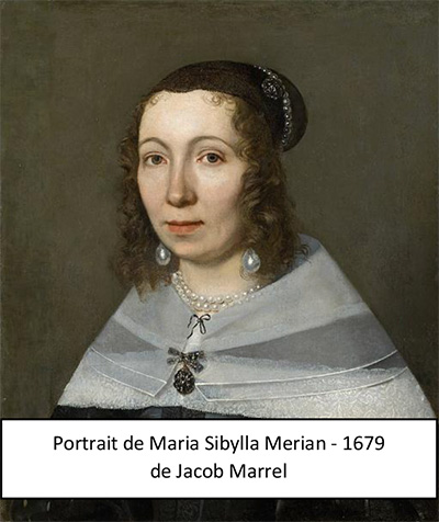 cite des insectes nedde portrait maria sibylla merian